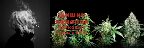 прущие грибы Алзамай
